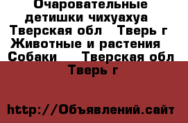 Очаровательные детишки чихуахуа - Тверская обл., Тверь г. Животные и растения » Собаки   . Тверская обл.,Тверь г.